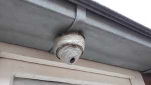 Wasp nest attached to side of house in Greenfield, Massachusetts